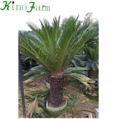 Natural Plant Sago Palm Cycas Plant 