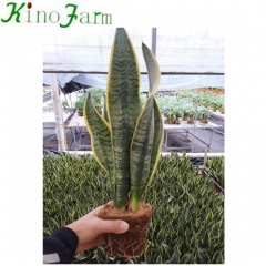 Large Variegated Snake Plant