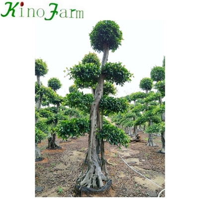 분재 Ficus 식물