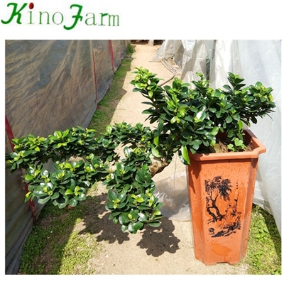 자연 식물 ficus bonsai 종묘장