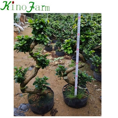 S 모양 Microcarpa Ficus Bonsai