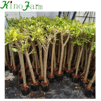 실내 자연 식물 Ficus Benghalensis Kinofarm