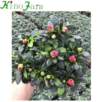 자연 실내 식물 Rhododendron simsii