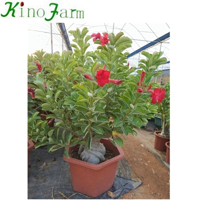Adenium Desert Rose 중국