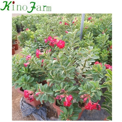 중국 Adenium Desert Rose