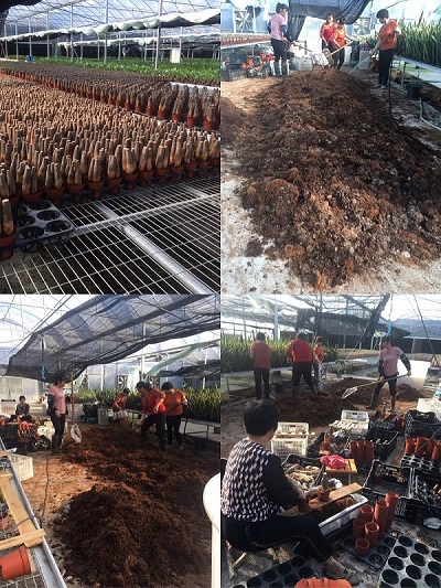 돈이 나무를 심에서 냄비